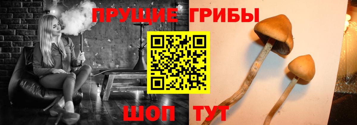 Псилоцибиновые грибы Psilocybe  Вход с VPN  Иваново 